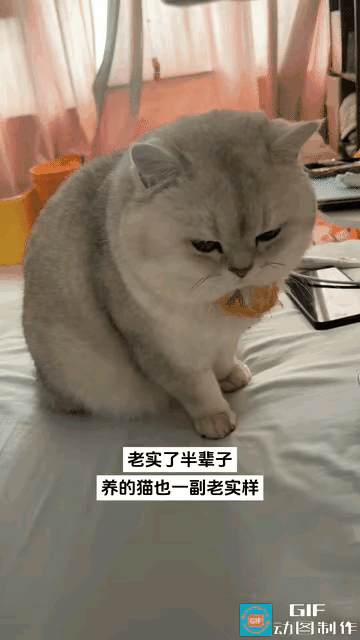 近日，湖北有一女子晒出了自己养的猫咪，她把猫咪好好的打量了一番，突然感叹到“唉，