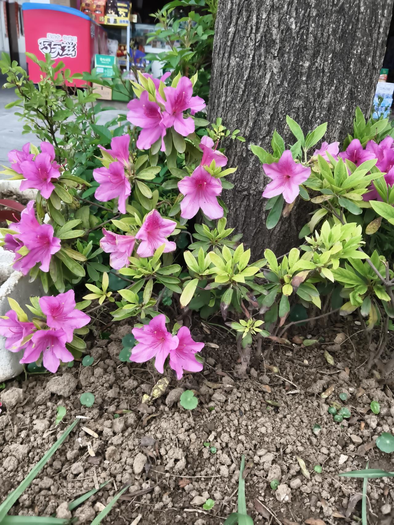 晒出你的本地生活驻马店市现在到处种的都是花花草草，门店前的树根下种的这种花也挺漂