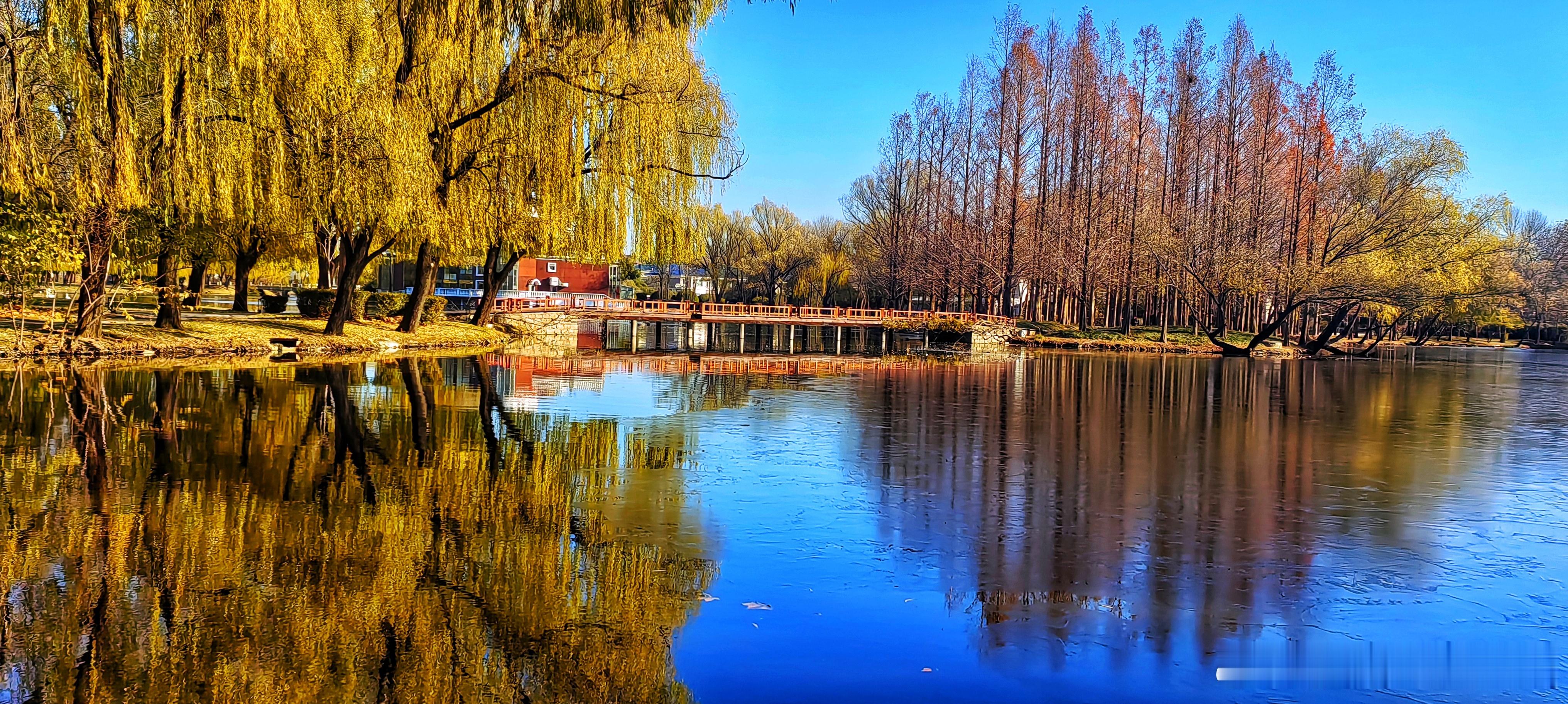 冬日紫玉公园2025.11.25摄影