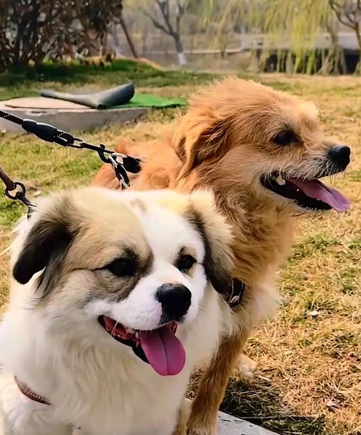 山东烟台，两只仗义流浪狗17开始带货了，因为救了落难的伯恩山犬啾啾，两小只改天换