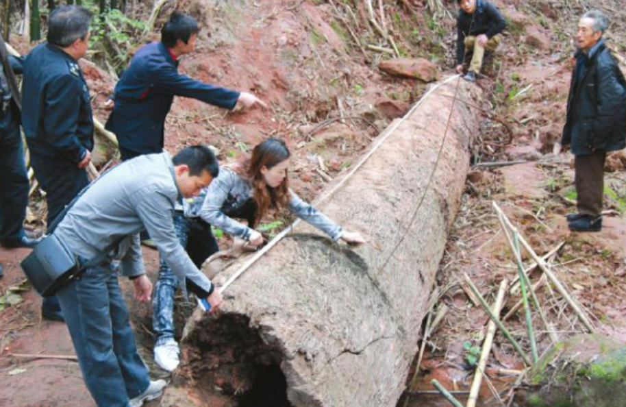 2013年9月，江西一名叫梁财的男子在河道中挖出了一株大树，顿时“挖到乌木”、“