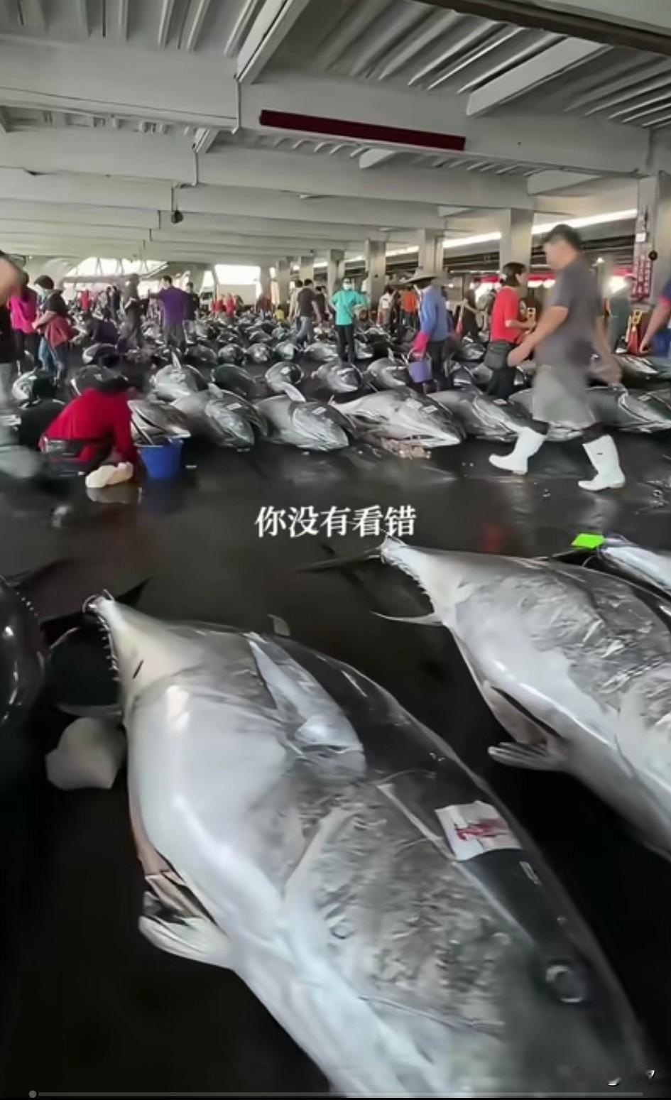 宝岛的海洋资源真是丰富，一家水产品加工厂实在震撼，整个平台都是这么大的鱼，