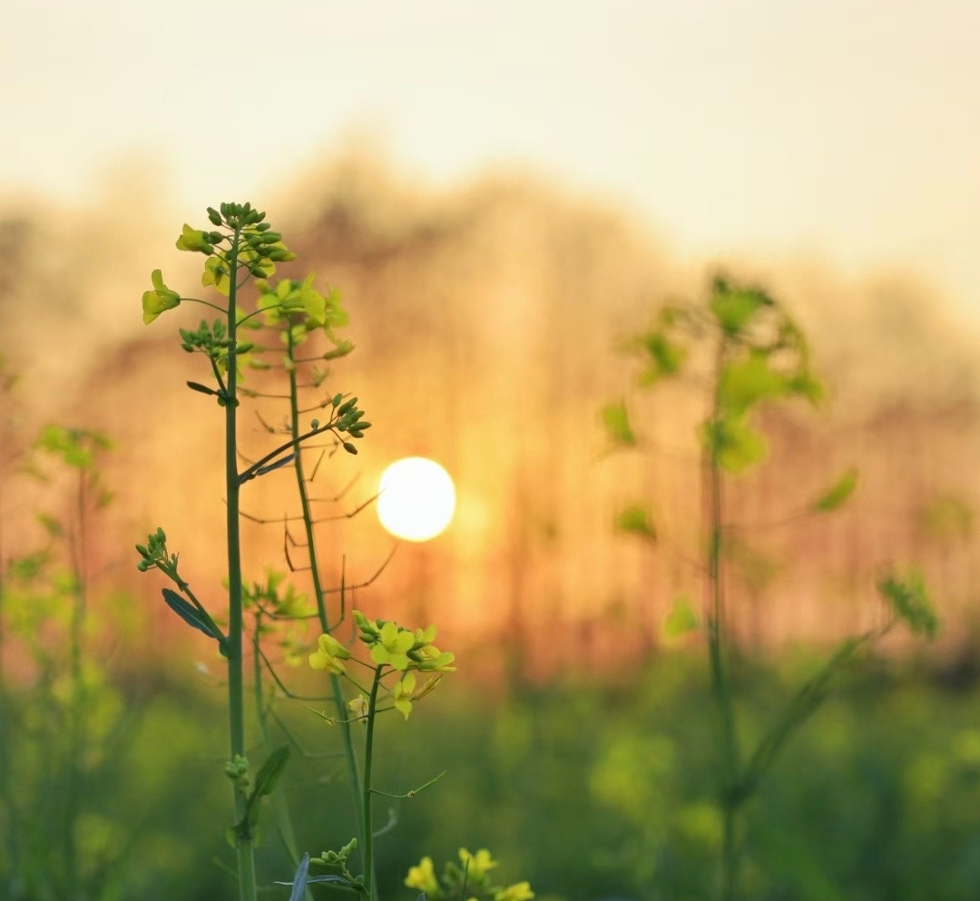 “夕阳春花…”