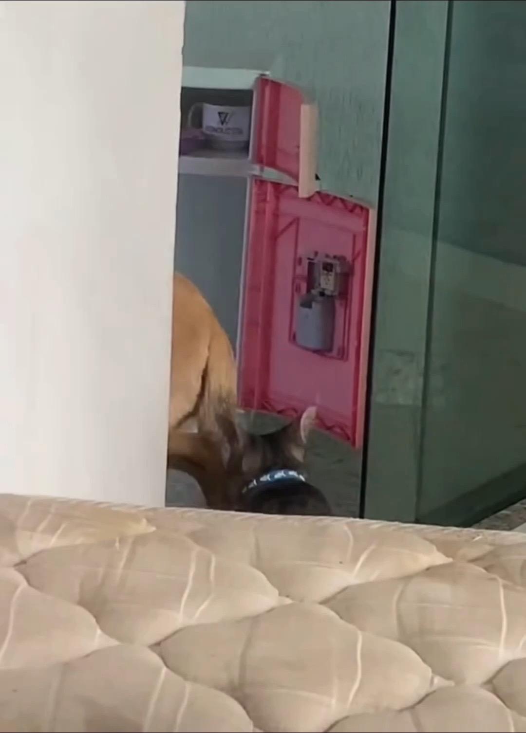 猫咪：舔狗