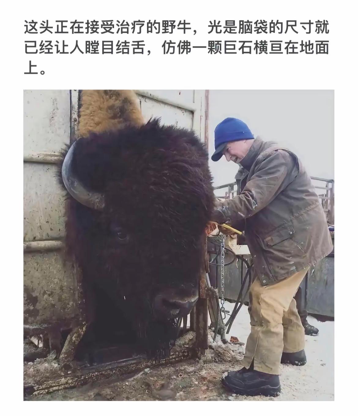 野牛脑袋巨大，治疗进行中，令人瞠目结舌！
