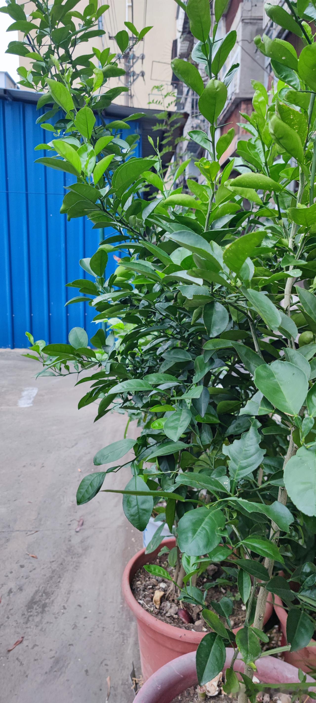 每天一个鸡蛋，到底会不会得高血压？求明白人说说！ 今天，我亲家来店里帮