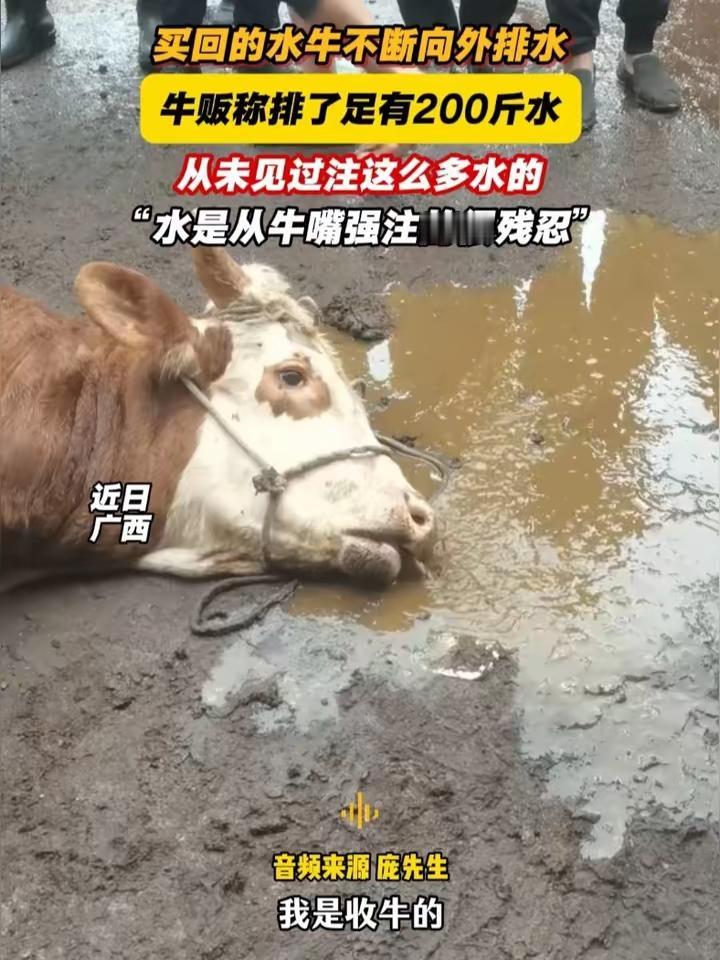 为何都骂给活牛注水的广西商贩？真只是因为骗了钱吗？我看未必，这件事曝光出来后，