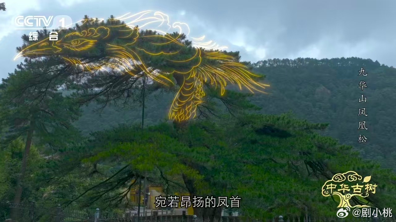 风一吹千年古松秒变展翅凤凰约1400岁古松树像一只大凤凰只有亲眼见到凤凰松，你