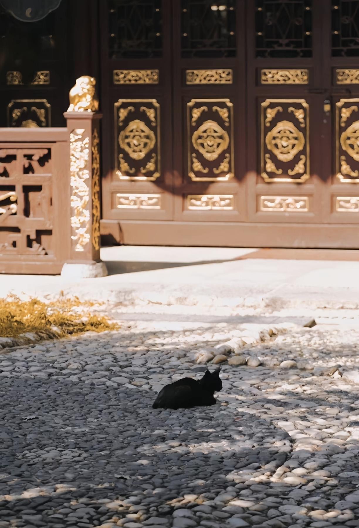 道医的传承，似乎正站在新的转折点上。过去，偏爱“身弱”弟子，是出于对悟性和敏感