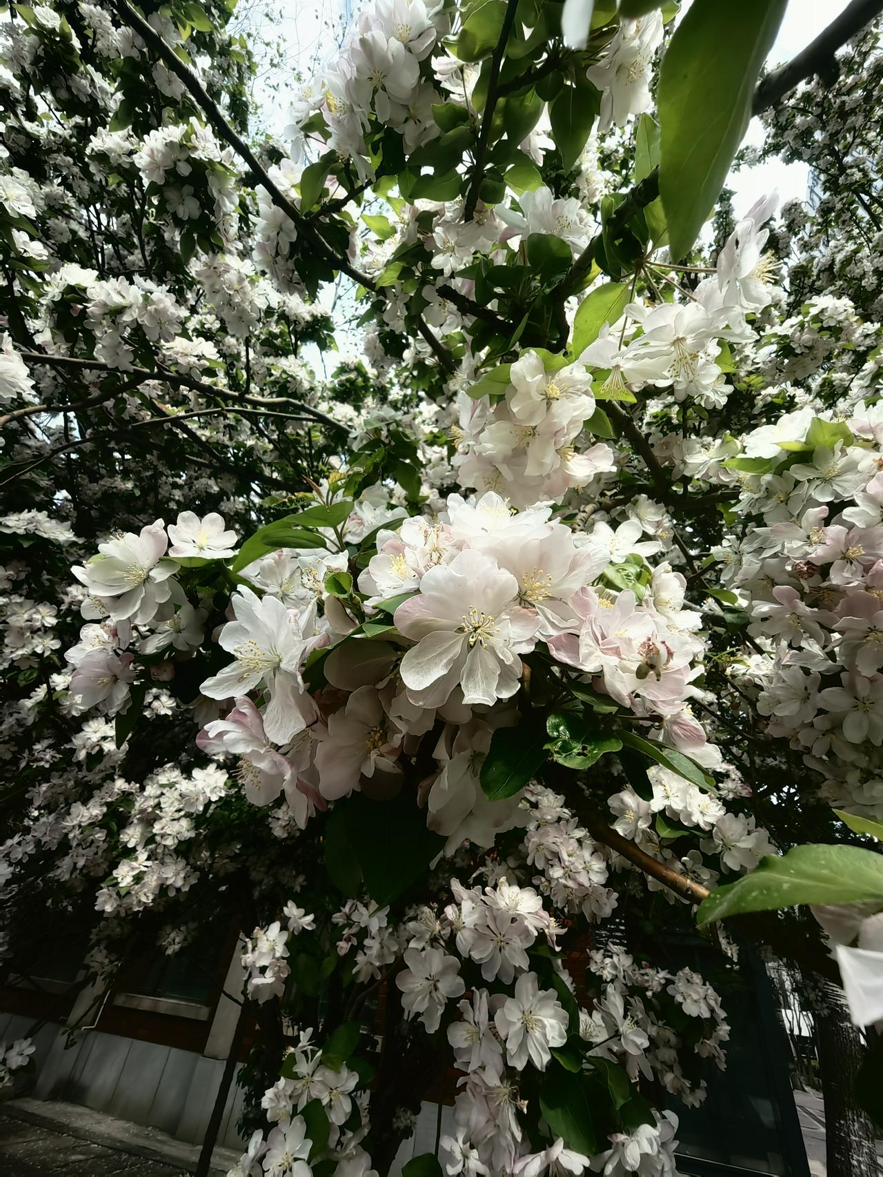 晒图笔记大赛菜花烂漫🌿