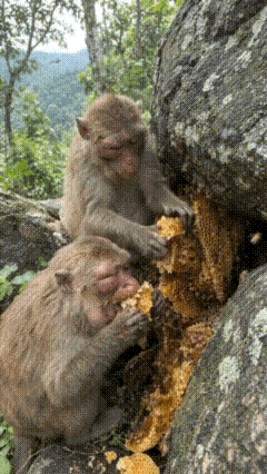 小猴子：妈妈，这蜜可真甜。