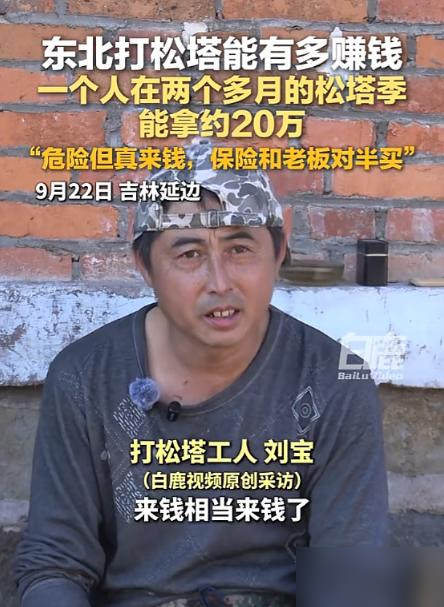 这钱真敢挣！吉林延边，一段打松塔的视频传出来，说的是在东北打松塔这行，两个多月的松塔季，一个人能拿二