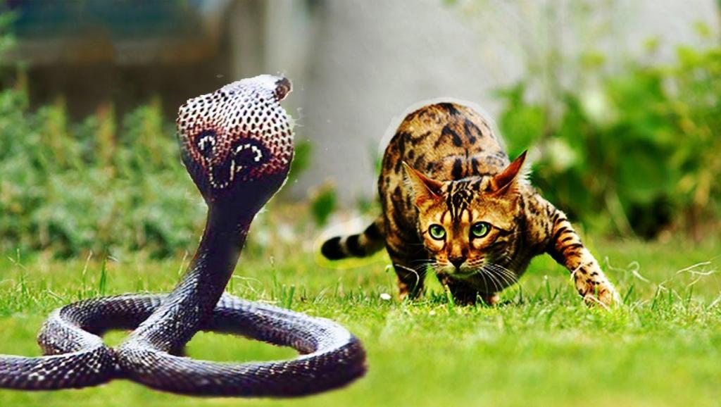 猫蛇大战