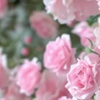 种植🌸种植文案1200种植方法：种植蔷薇花可以采用播种的方法，蔷薇花的最佳