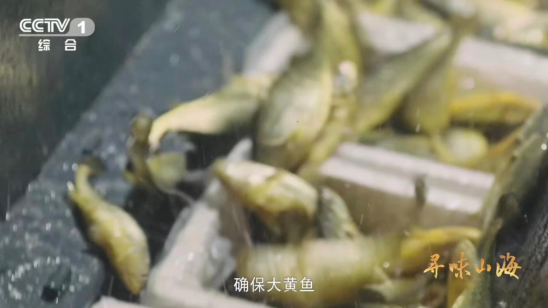 四大海产大黄鱼名不虚传！自带鲜甜感的细嫩肉质，让人越吃越上头。黑暗中金黄亮眼，发