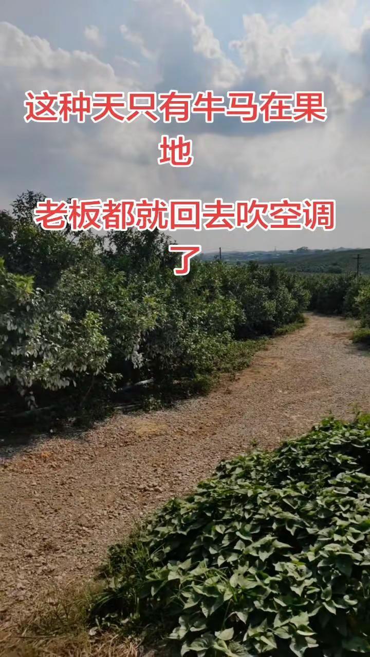 这天气劳动的我们是牛马啊🐄。这种天也就牛马在果地！别人吹空调喝奶茶，我却在果地