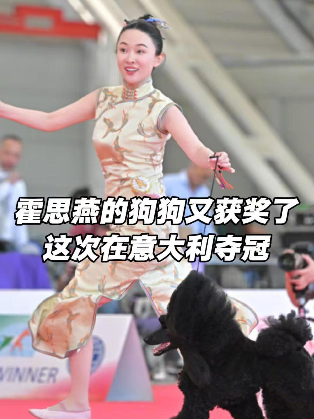 霍思燕的狗狗真的好出众，又获奖了！燕子真是名副其实的人生赢家，好养眼的样子，牵