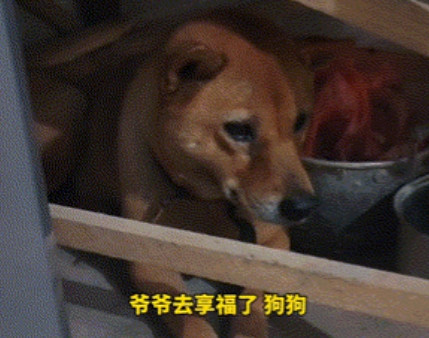 万物有灵！”近日，一女子发视频称，爷爷刚刚去世，晚上十点钟开始守灵的时候，爷爷养
