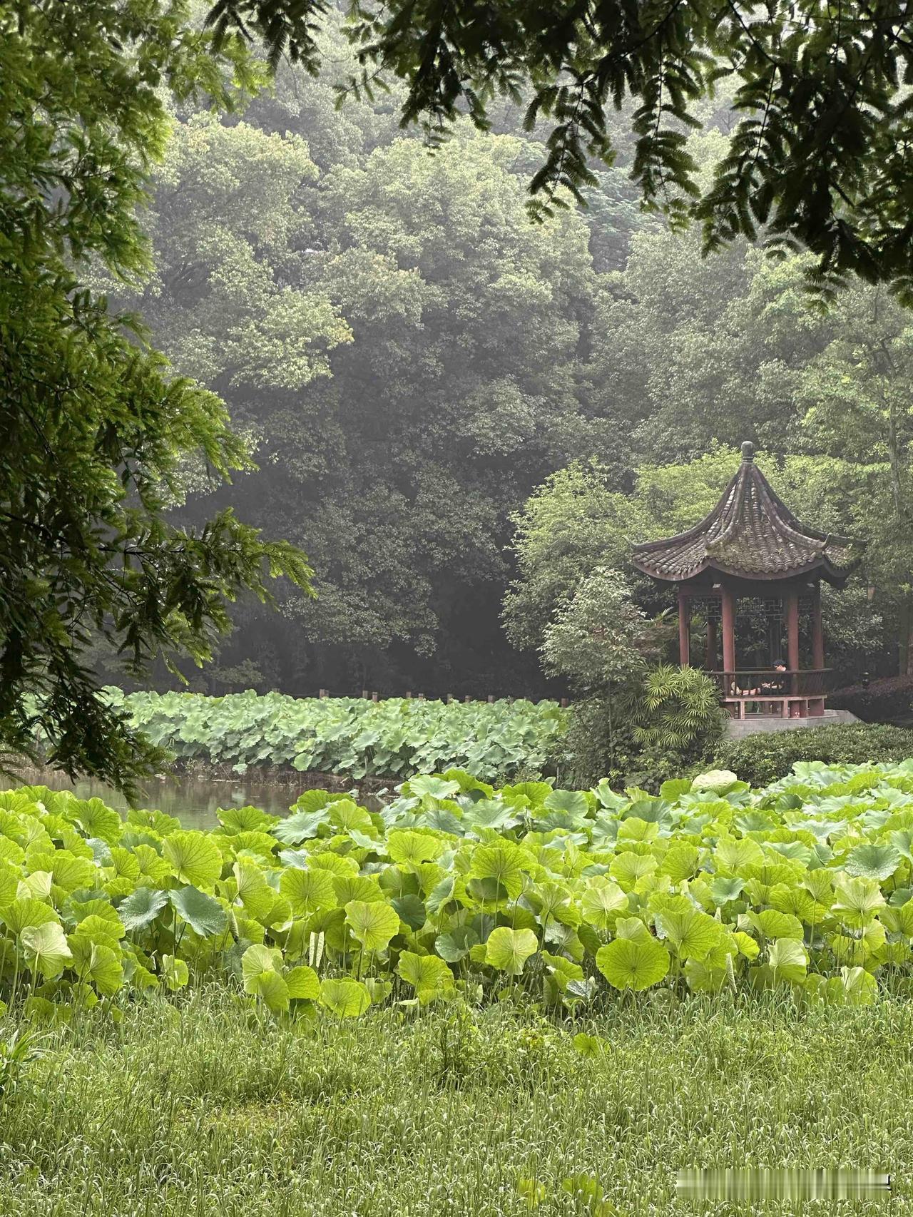 6月16日，重庆华岩寺的七步荷塘的荷花，零零星星开了一些，但是，即便是再过10天
