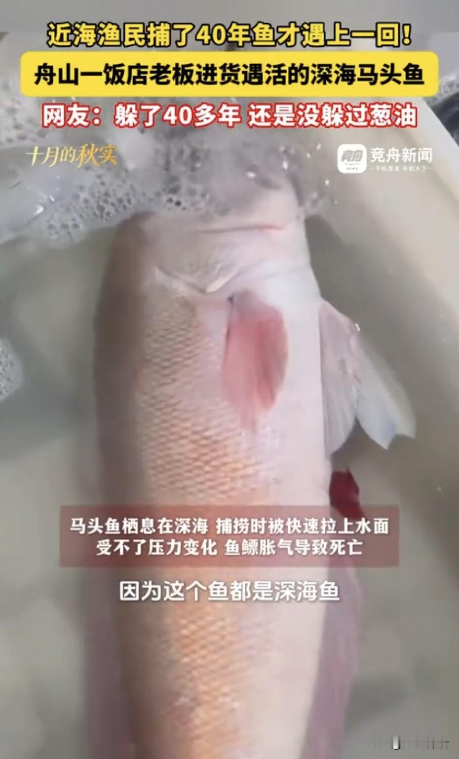 40来年第一次见！浙江饭店老板进货，撞见一条活的马头鱼，网友：海里躲了四十多年，