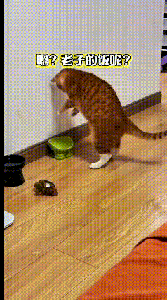看到这个视频，可给我逗得不行！这橘猫一瞅饭碗里空空如也，立马就急眼了，先是对着碗