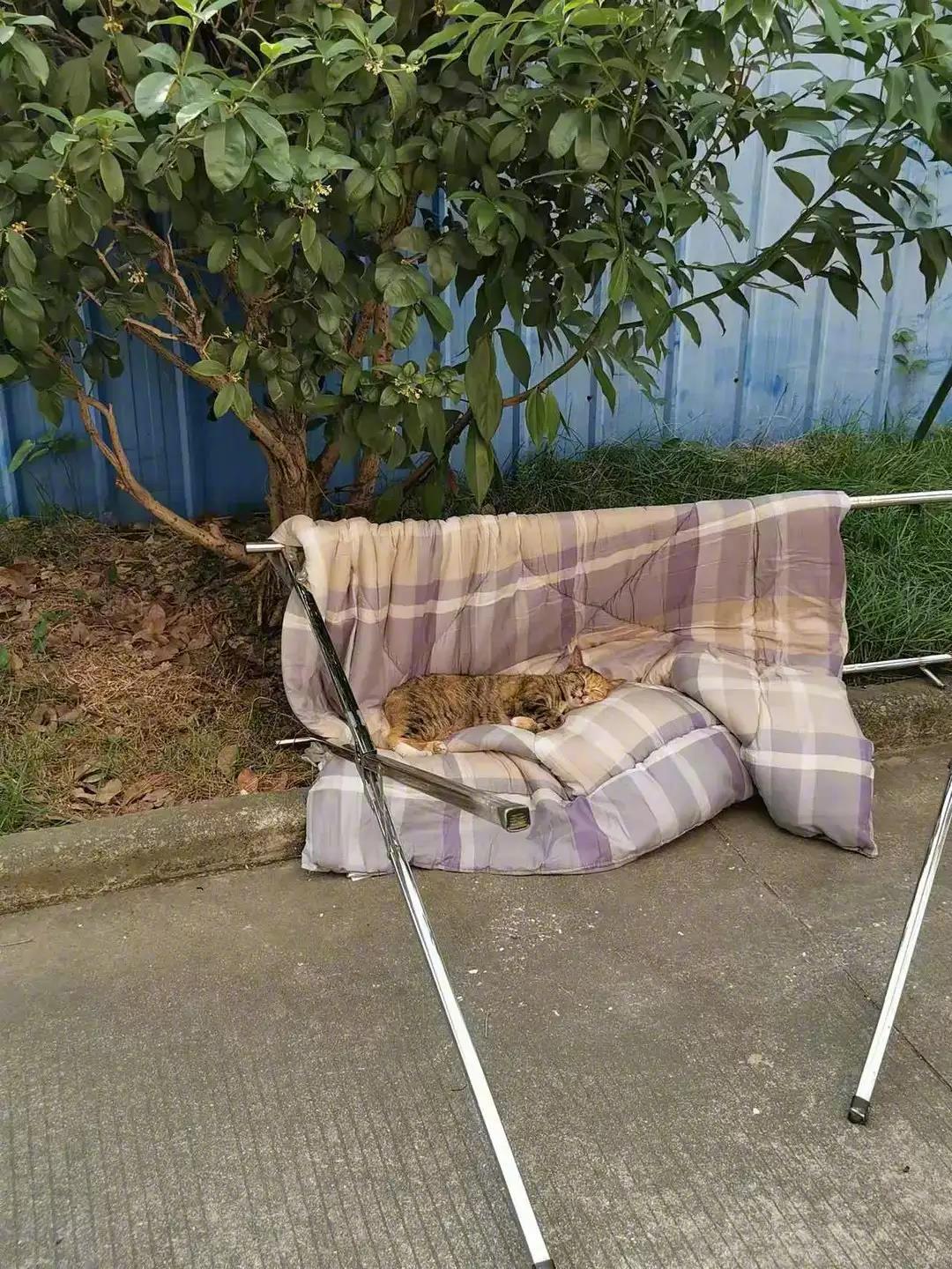 网友：要不要揍死它！