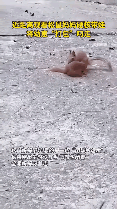原来小动物带娃也有专属妙招，看完松鼠妈妈的操作，瞬间被母爱深深打动！