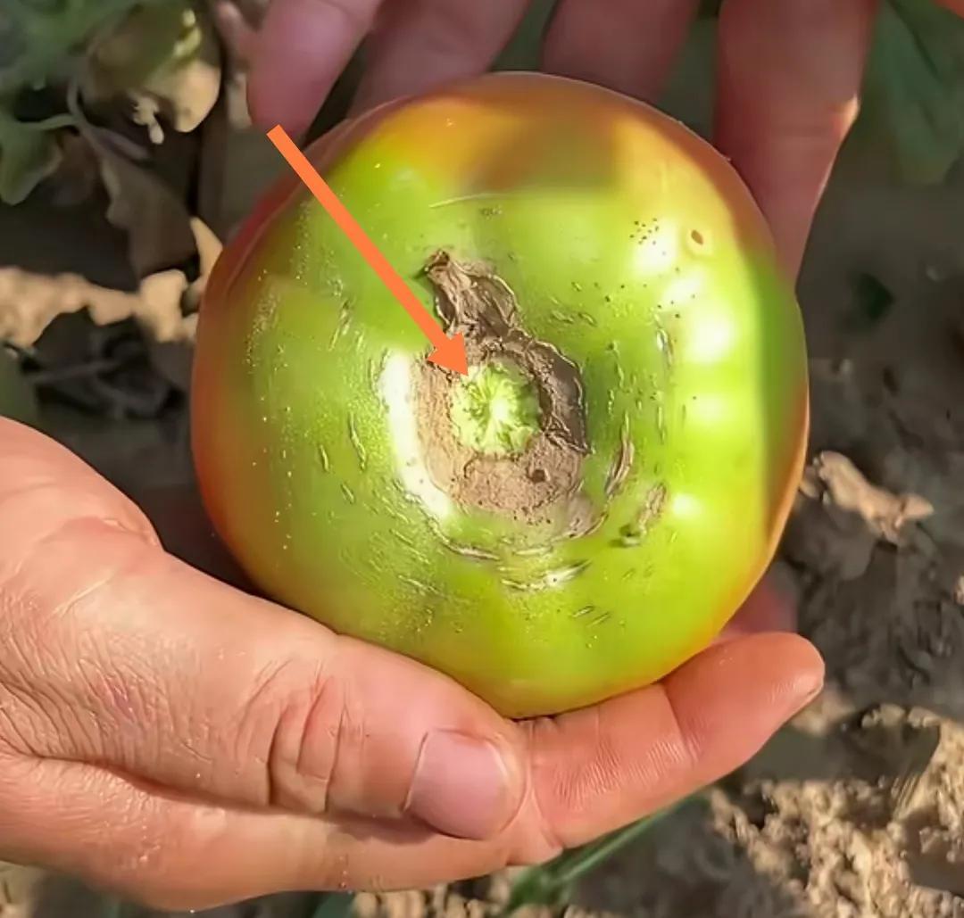 自然生长的笨西红柿根部绿色状，内部红沙酸甜。