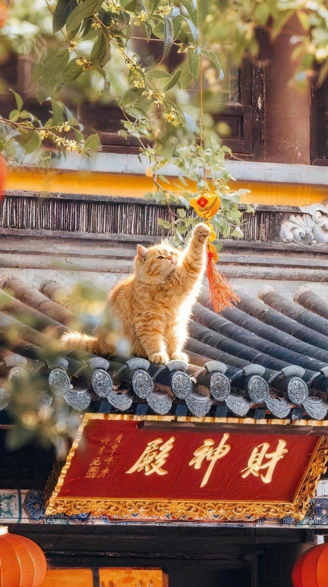 恭喜刷到这只寺庙橘猫，留下心愿，好运向你奔赴而来🙏​​​