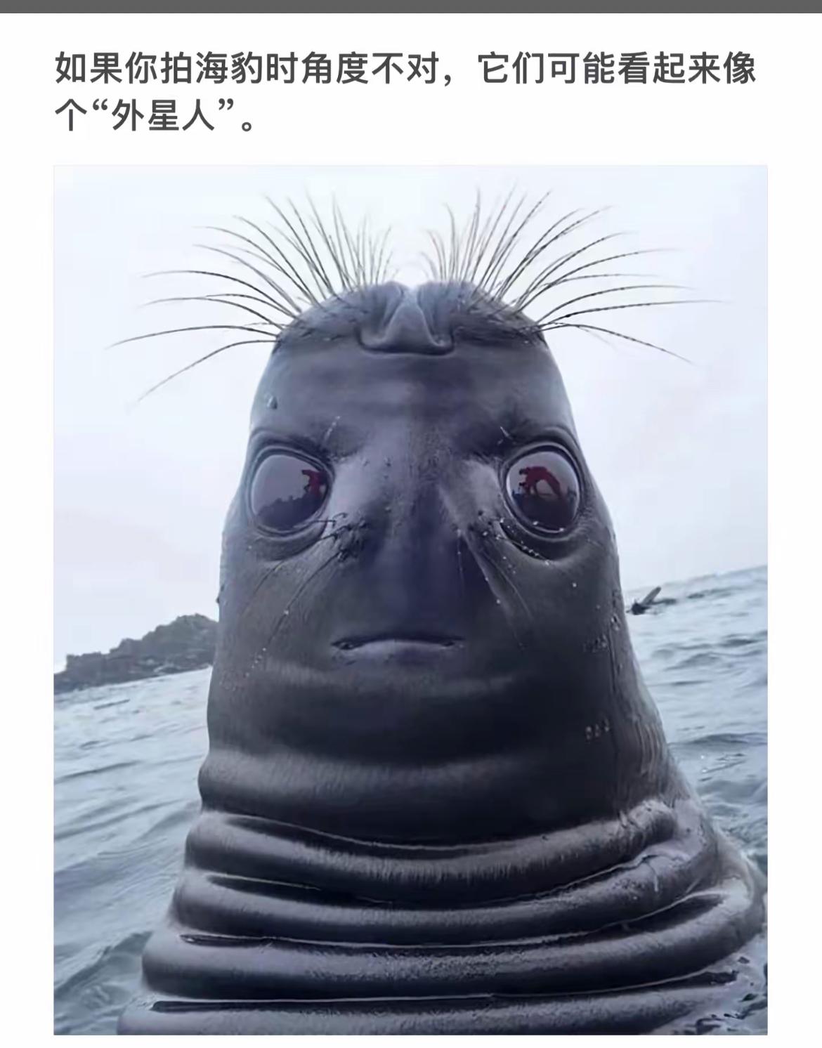 拍海豹时角度不对，它看起来像个“外星人”！🐧👽