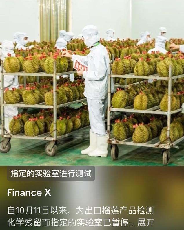 越南榴莲因化学物质超标和检测报告造假失去中国市场，现在农民叫苦连连，榴莲价格暴跌