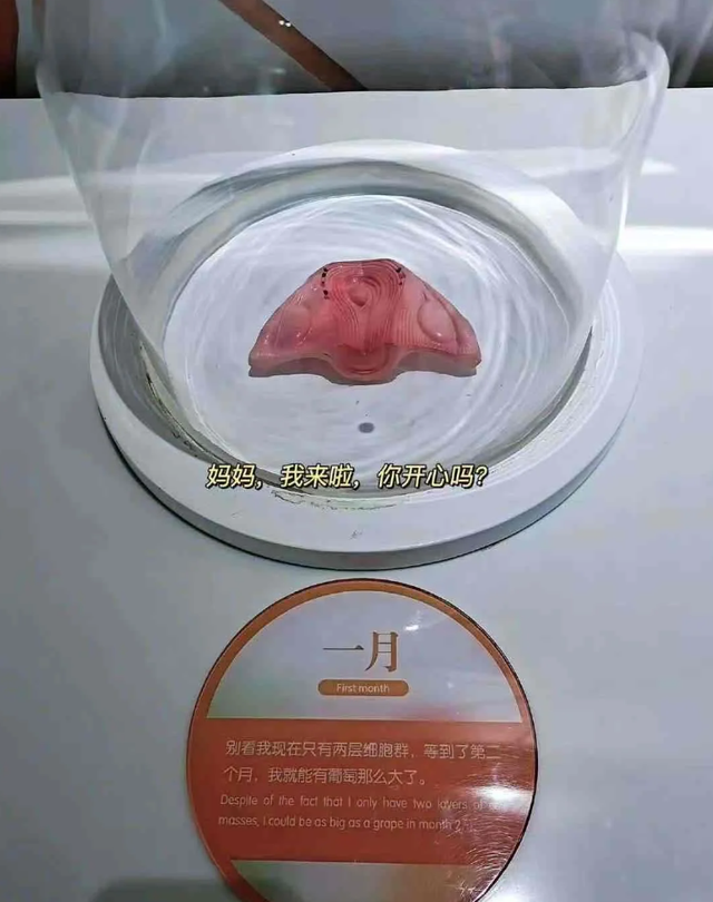 怀胎十月,胎宝在妈妈子宫每个月是咋样的?一组3D图告诉你