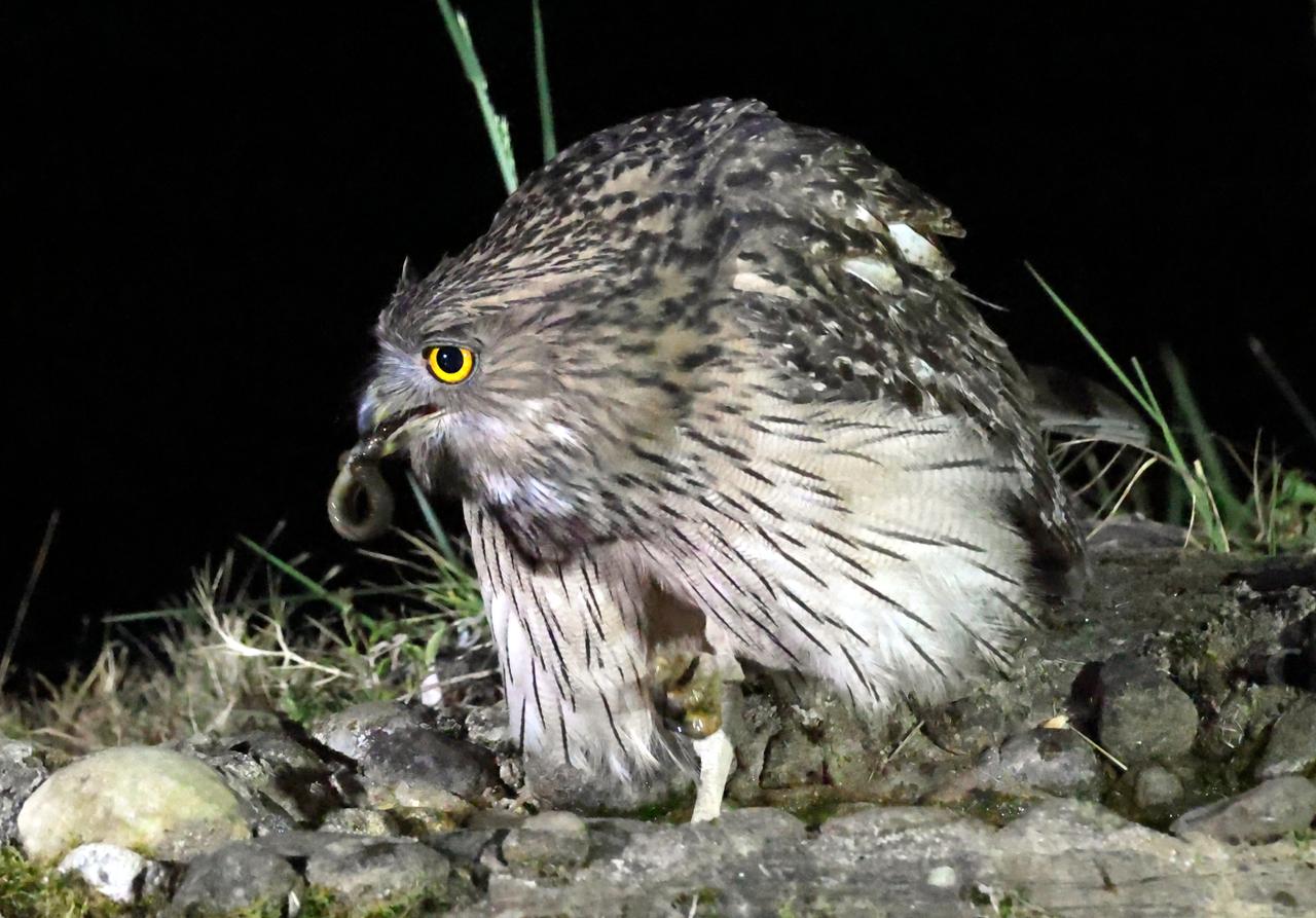 听说人类过年要吃鱼？当下正在过年中。听说人类过年都要吃鱼？这个大猫可是天天