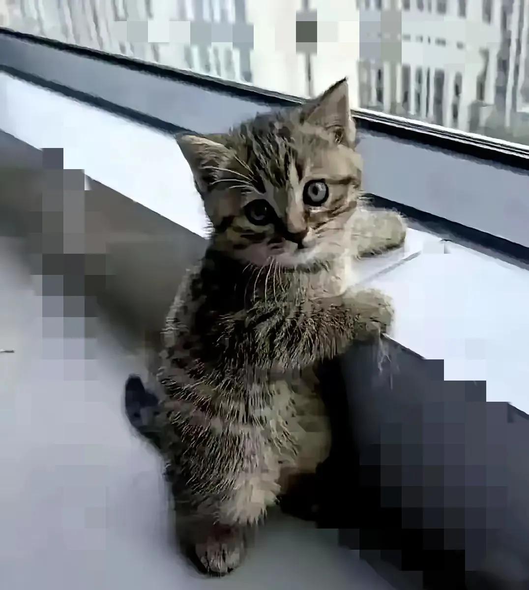 家人们谁懂啊！10来天前我捡到一只超安静的小猫。一开始我还担心它是不是生病了，可