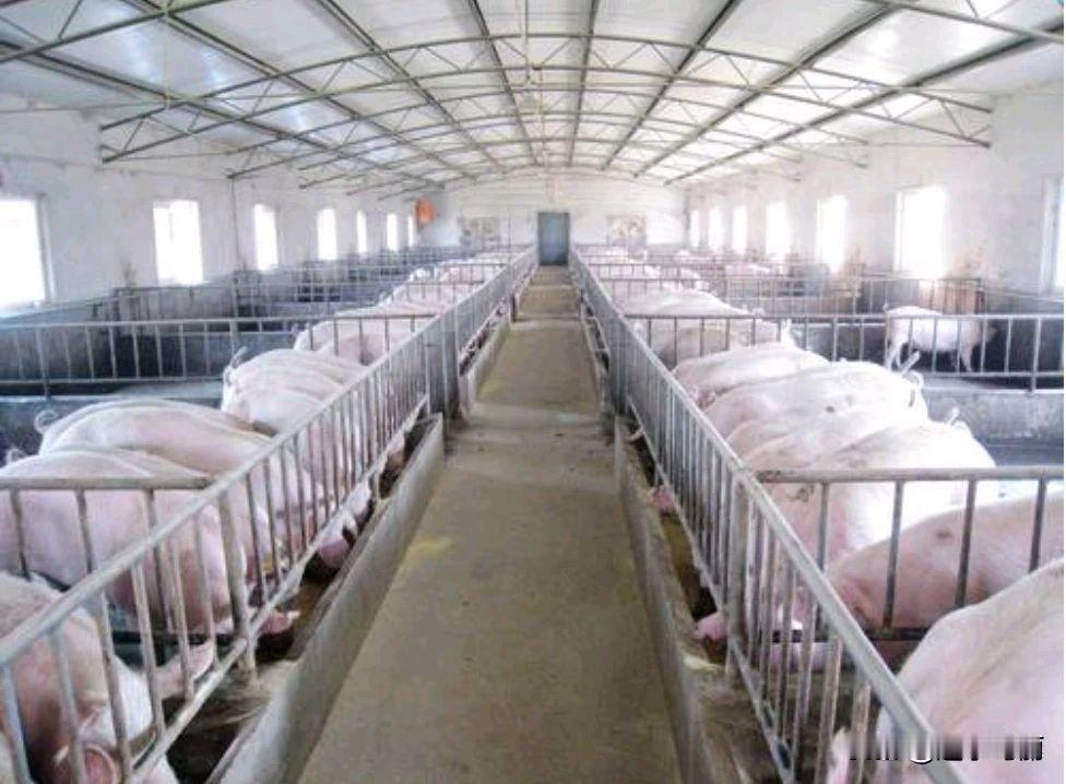 猪肉跌到四块钱一斤，养殖户赔钱卖，巨头还在扩产，这市场到底谁在扛着？现在买猪