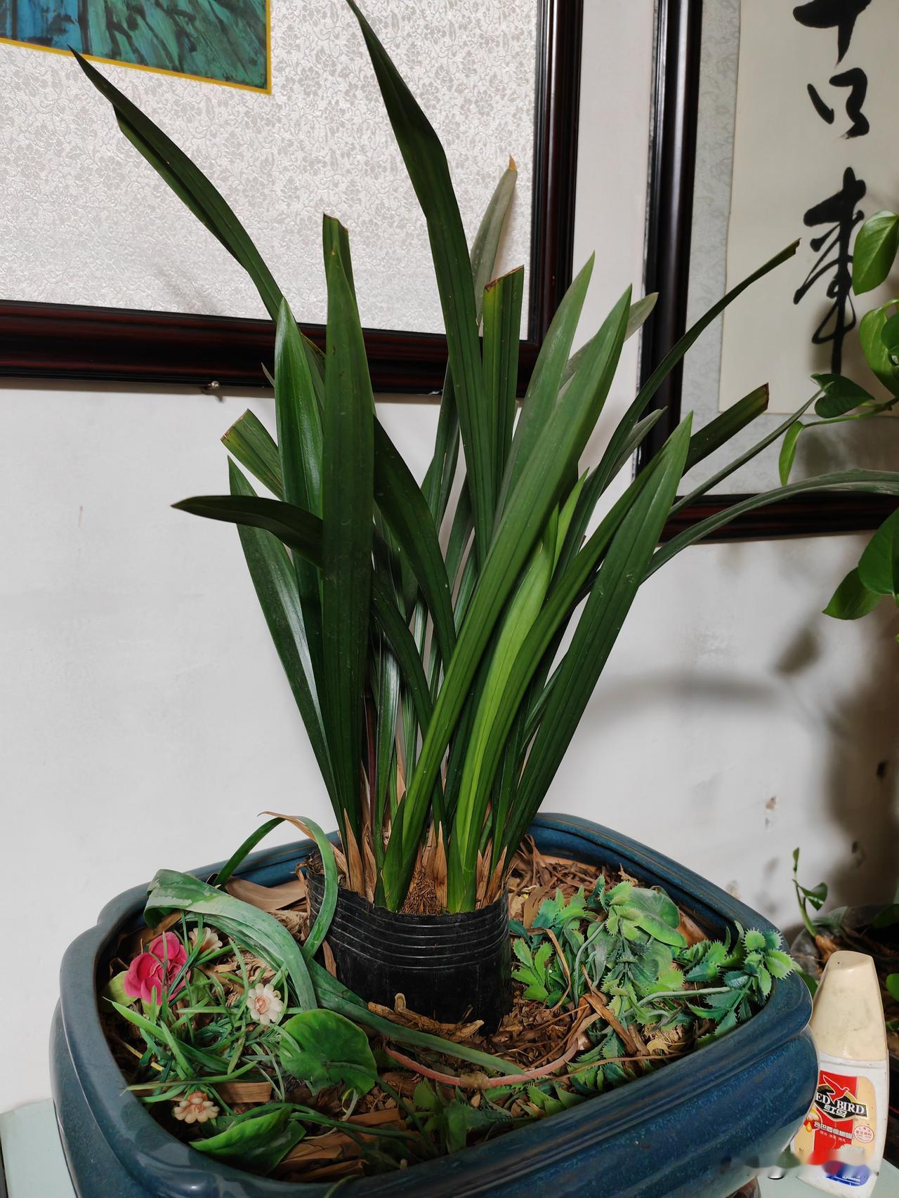 养老七八年的兰草突然要开花了！天水家里有一盆兰草，记不清养老多少