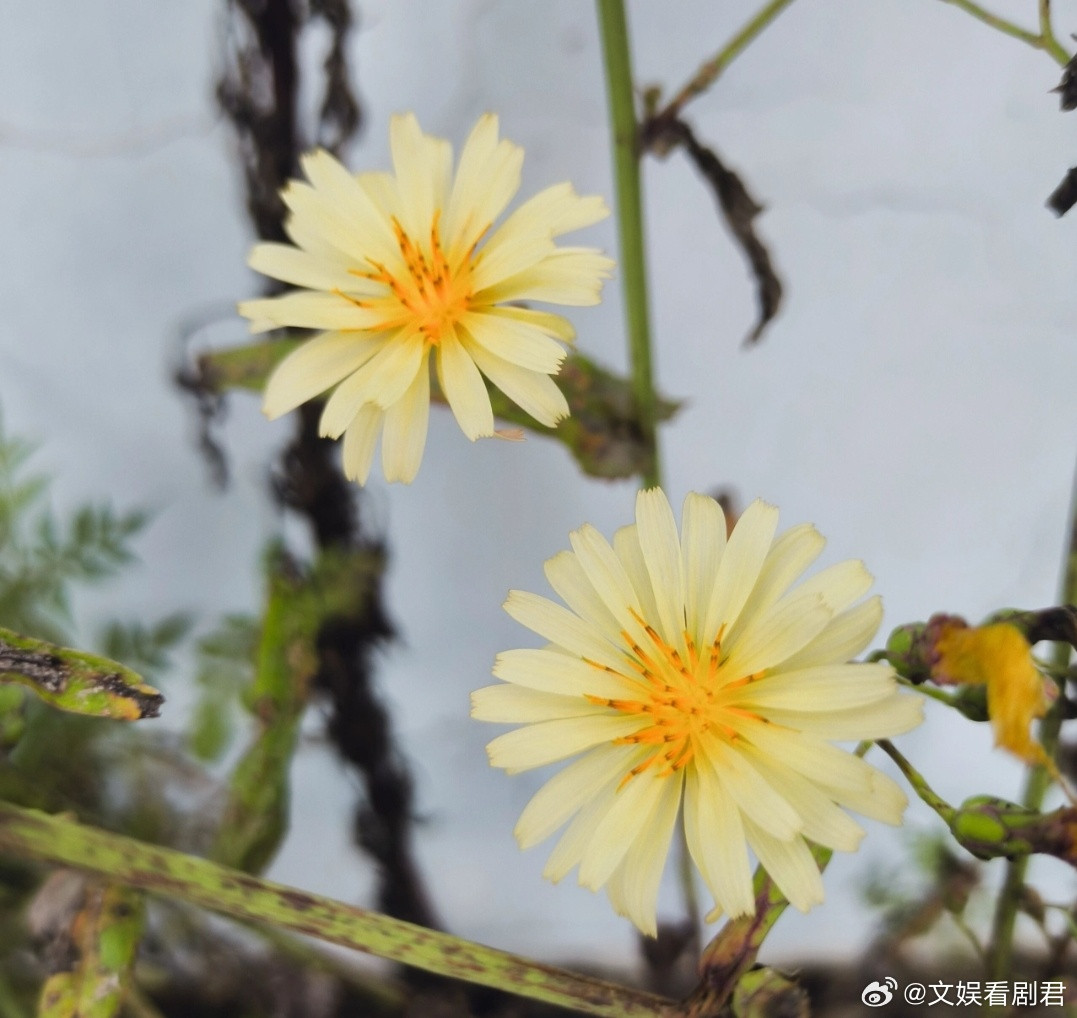 人的大脑不是单一的，而是由三个部分叠加而成：本能脑：最古老，源于爬虫时代，追求即