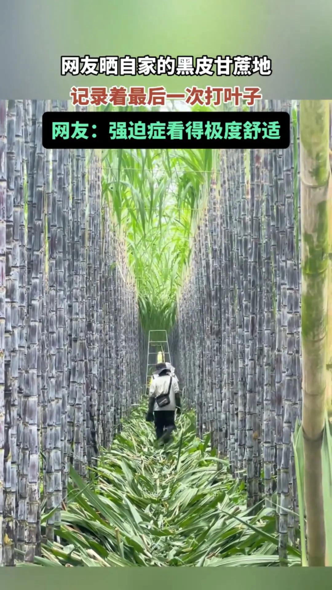 有网友分享了自家黑皮甘蔗地的日常，记录下最后一次给甘蔗打叶子的场景。只见成片的黑