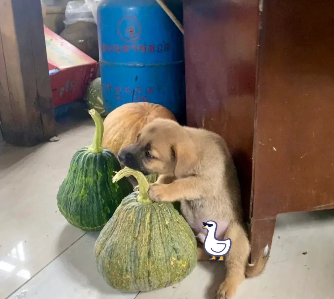 好可爱的狗狗，很想抱一抱它