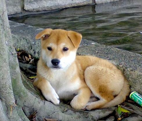 为什么狗狗大限将至的时候会离家出走？其实有很大原因可能是害怕主任伤心。首先我