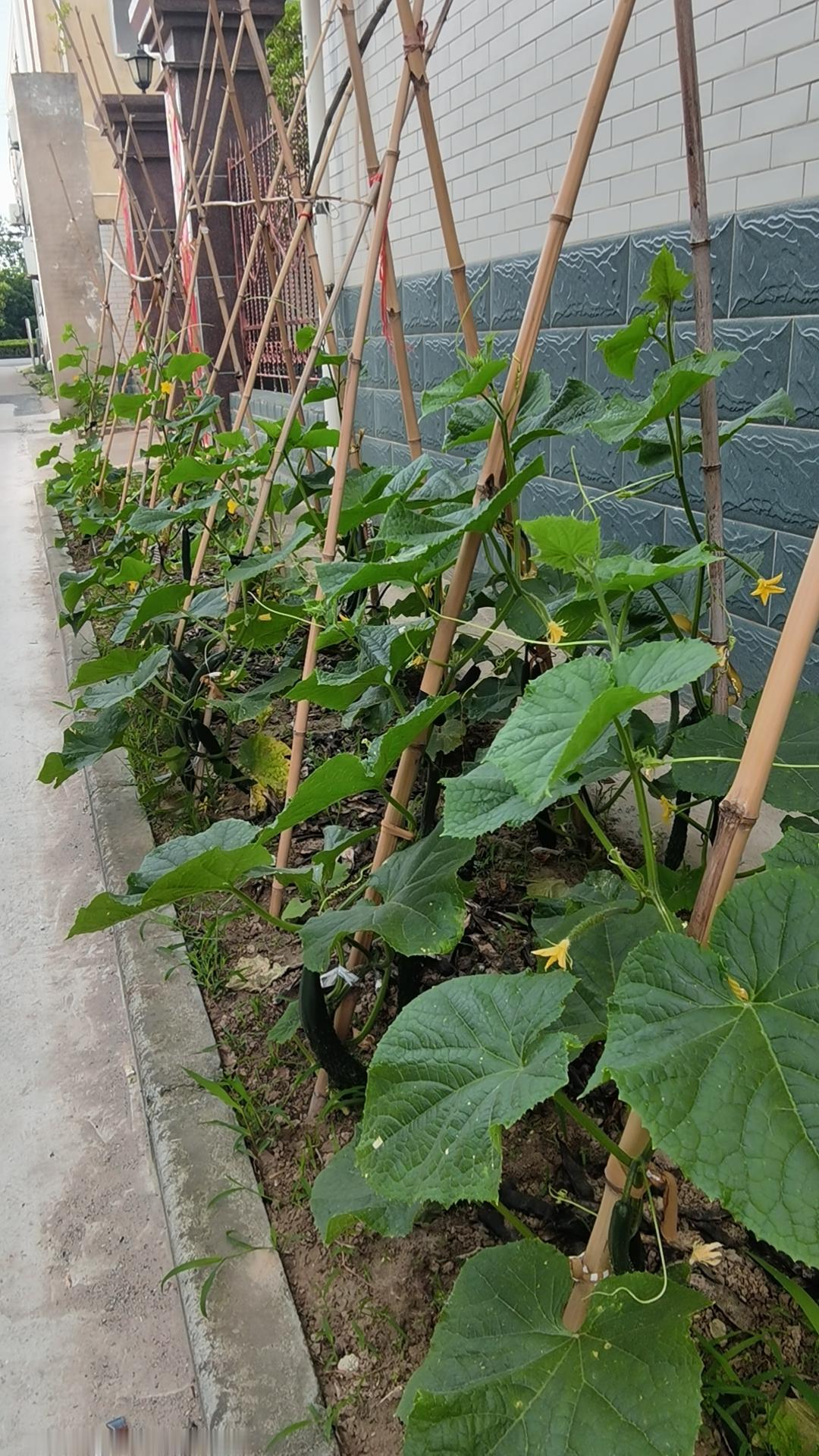 小菜园黄瓜蔬果品种繁，春播夏收乐无边。绿色有机承古韵，……邀请你来结尾