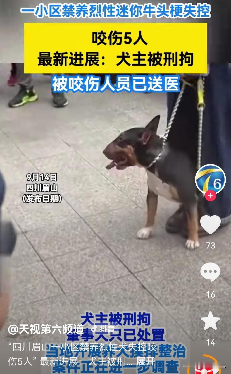 这真是给法官出了个难题？从四川眉山女童被恶犬撕咬一案来看，不能养烈性犬，遛狗牵