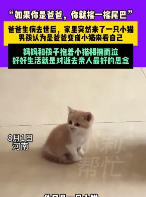 河南一名男孩的父亲去世后，晚上他做了一个梦，梦见父亲变成了一只猫，第二天，家里竟