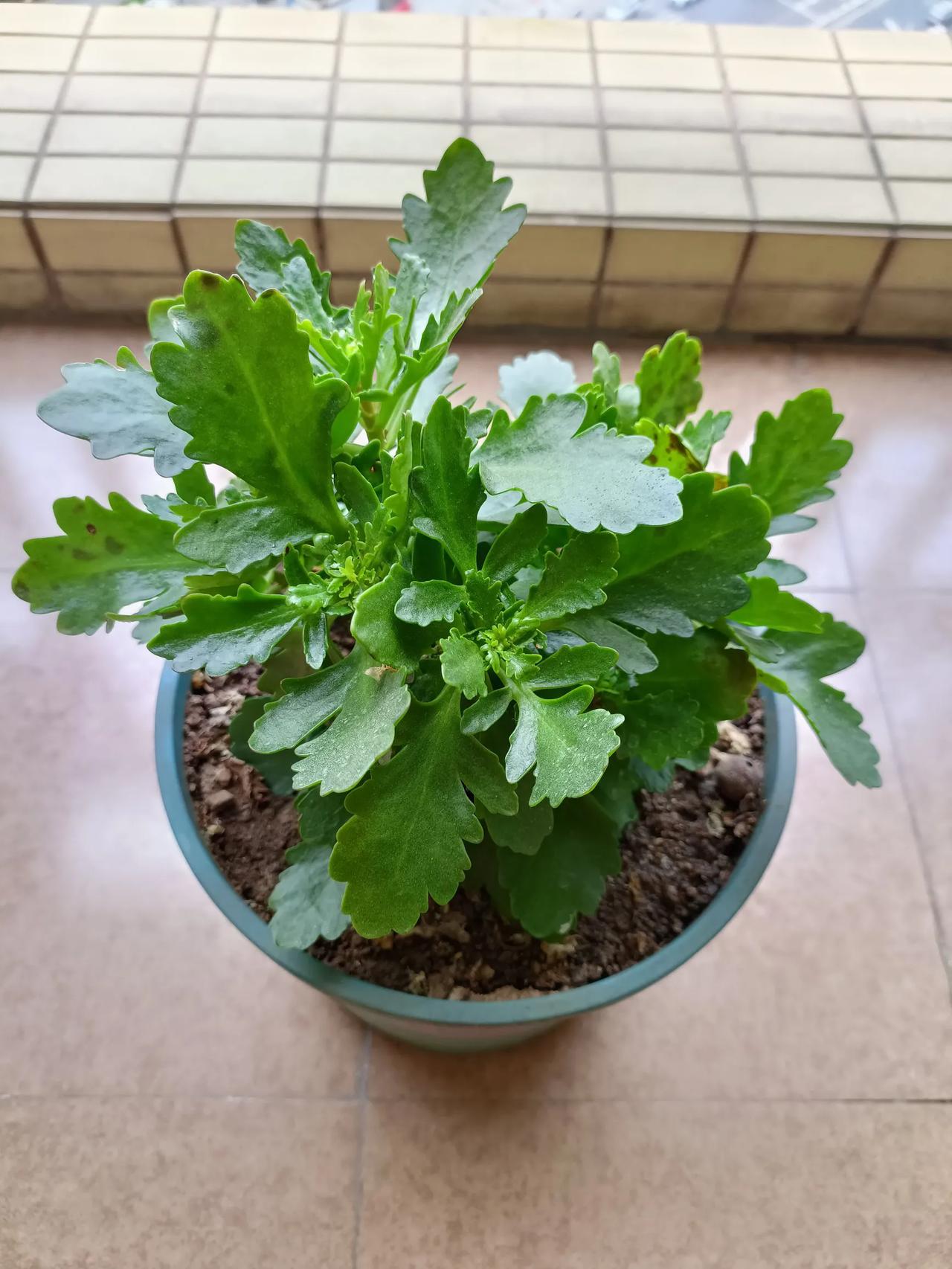 养花有点像看连续剧，每天都有新剧情，很有意思。年后，我的柱顶红一下子挺出4个