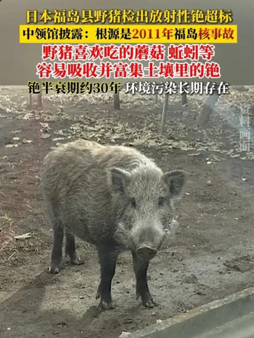 几头野猪撕碎日本所有谎言！4月29日，一则重磅官方通报震惊全网，持续了整整十五年