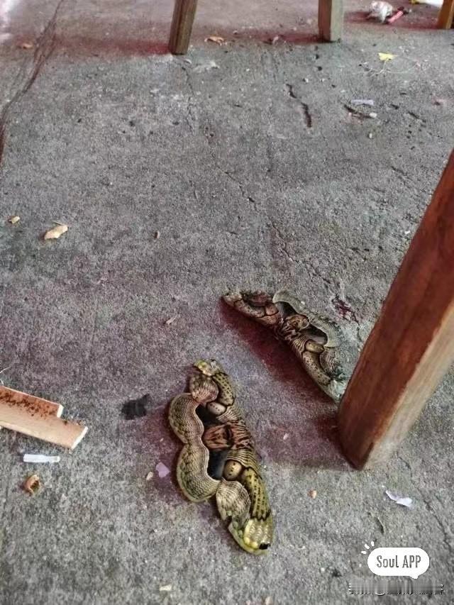 你们快看地上这是什么？乍一看两条蛇趴在地面，吓得人心里一紧！胆子大的走近仔