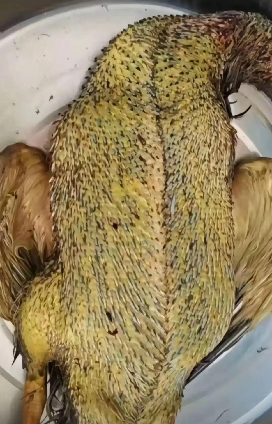 难搞喔，想吃个鸭子也太难了