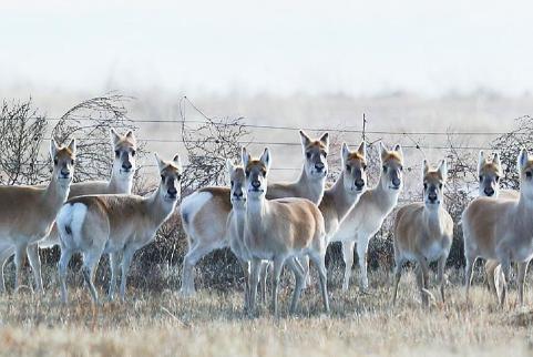 每年冬季，上万只黄羊从蒙古“偷渡”到内蒙古，让当地牧民苦不堪言，因为这么多黄羊是