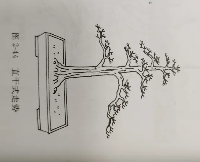 读书分享: 单干常见盆景造型