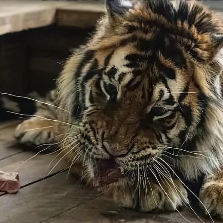 干出这样的事儿，确实有点给东北人丢脸前不久，一位南方姑娘去黑龙江景区旅游，在游